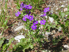 Legousia speculum-veneris