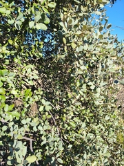 Quercus rotundifolia