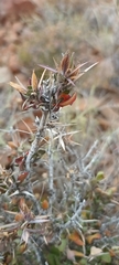Barleria stimulans