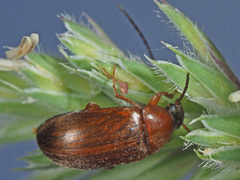 Isomira