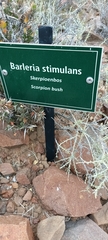 Barleria stimulans