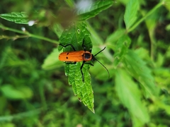 Chauliognathus togatus
