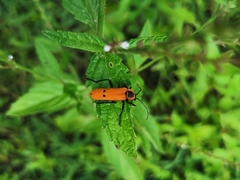Chauliognathus togatus
