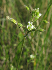 Cerastium brachypetalum