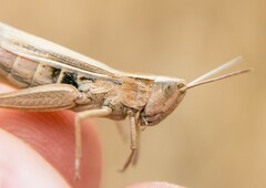 Chorthippus albomarginatus