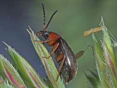 Isomira