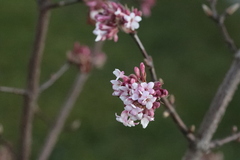 Viburnum farreri