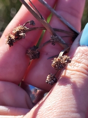 Scirpoides holoschoenus