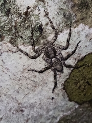 Phaeacius malayensis