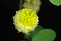 Trifolium campestre