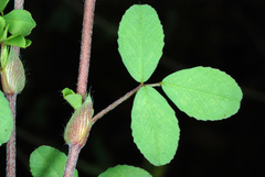 Trifolium campestre