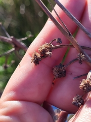 Scirpoides holoschoenus