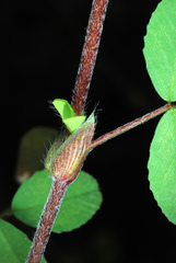 Trifolium campestre