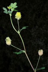 Trifolium campestre