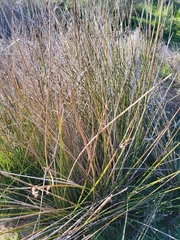 Scirpoides holoschoenus