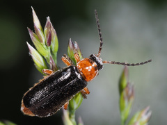 Cantharis flavilabris