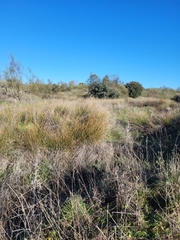 Scirpoides holoschoenus