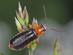 Cantharis flavilabris