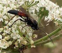 Stenichneumon culpator