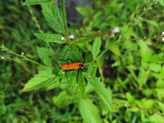 Chauliognathus togatus