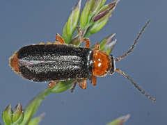 Cantharis flavilabris