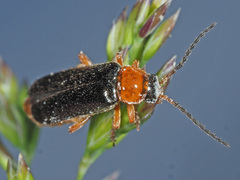 Cantharis flavilabris