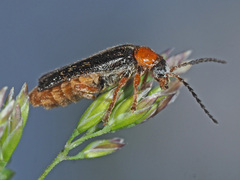 Cantharis flavilabris