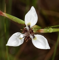 Moraea tricuspidata