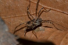 Platybunus pinetorum