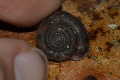 Helicodonta obvoluta