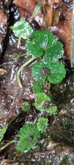 Hydrocotyle bonplandii
