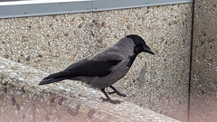 Corvus cornix