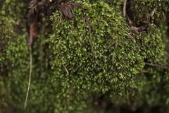 Nyholmiella obtusifolia