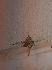 Apochima flabellaria