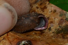 Helicodonta obvoluta