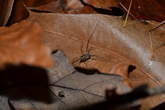 Platybunus pinetorum