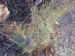 Penstemon incertus