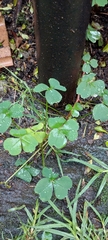 Oxalis corniculata