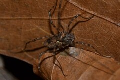 Platybunus pinetorum