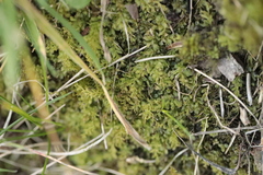 Plagiomnium undulatum