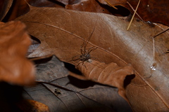 Platybunus pinetorum
