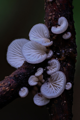 Hohenbuehelia reniformis