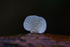 Hohenbuehelia reniformis