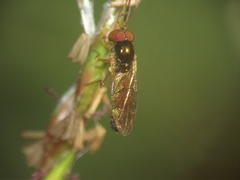 Platycheirus