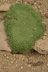 Azorella monantha