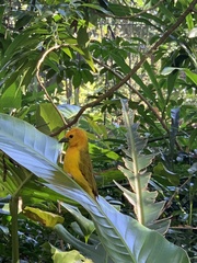 Ploceus castaneiceps