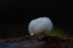 Hohenbuehelia reniformis