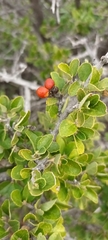Grewia robusta