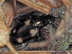 Bembidion quadrimaculatum