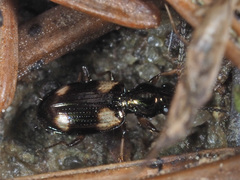Bembidion quadrimaculatum